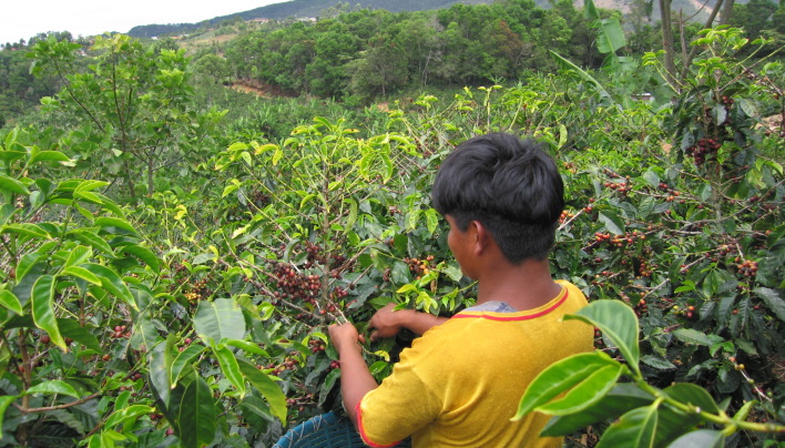 Estiagem na América Central pode reduzir mais oferta mundial de café