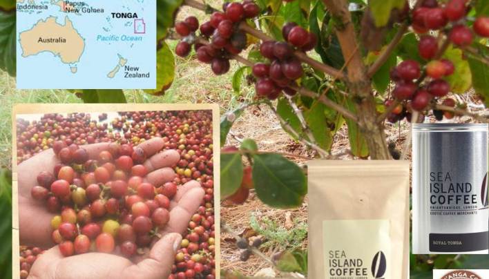 TONGA TSUNAMI RELIEF: Coffee of The Day: Royal Coffee From The Kingdom of Tonga in The South Pacific