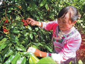 Coffee Imports by China Still Seen As Main Growth Indicator