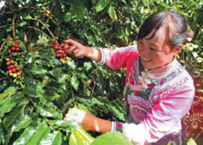 Coffee Imports by China Still Seen As Main Growth Indicator Coffee Imports by China Still Seen As Main Growth Indicator