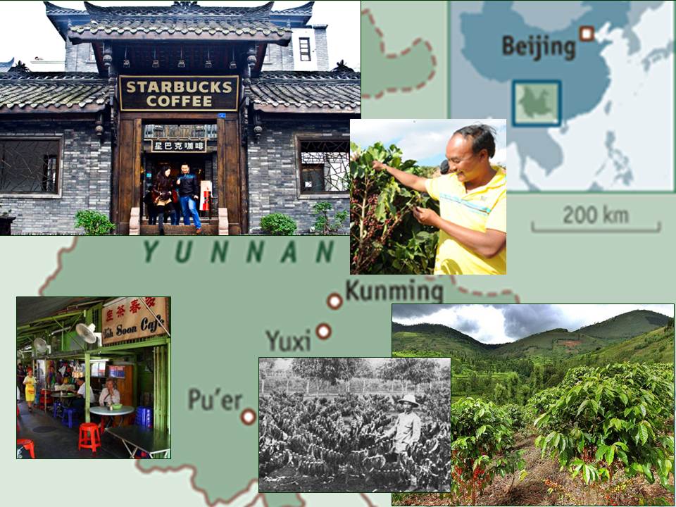 Fascinating History, China Started Producing Coffee Around 1887