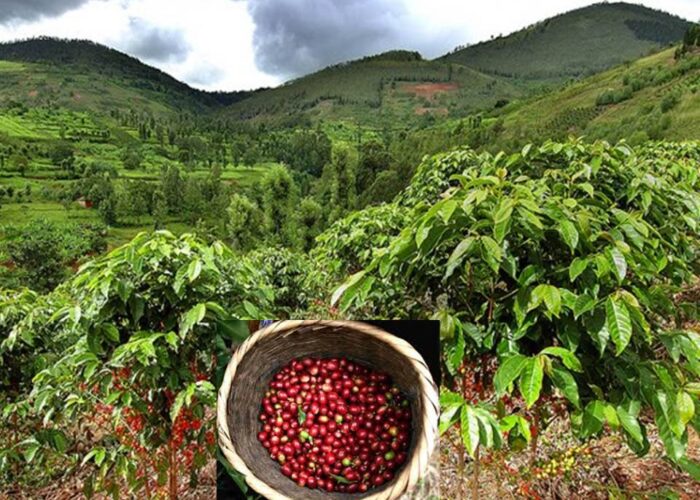 The Rise of China’s Middle Class Takes On Coffee The Rise of China’s Middle Class Takes On Coffee