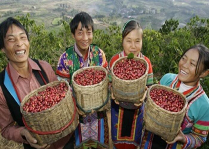 ORIGIN FOCUS: CHINA — The World’s Coffee Giant Is Waking Up! ORIGIN FOCUS: CHINA — The World’s Coffee Giant Is Waking Up!