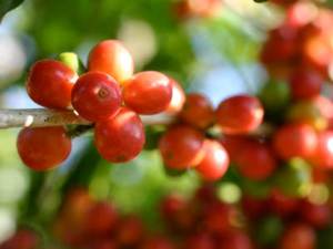 Coffee Production in China Seen Approaching 1.4M Bags in 2014-15
