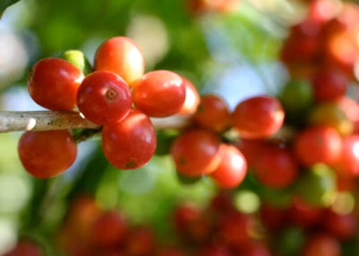 Coffee Production in China Seen Approaching 1.4M Bags in 2014-15 Coffee Production in China Seen Approaching 1.4M Bags in 2014-15