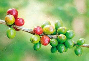 Coffee Price Weaken On Revised USDA Production Forecast For Brazil