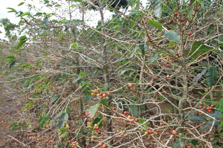 Mexico 2013-14 Coffee Harvest Down 40% On Rust — Se confirma una reducción de hasta 40%