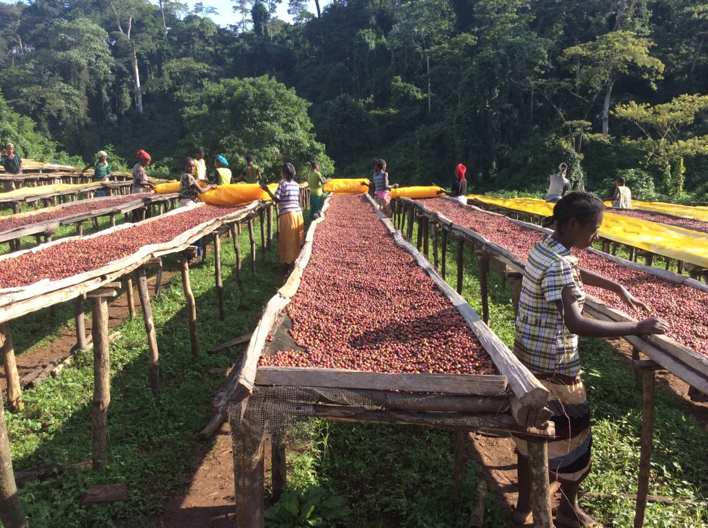 SPECIAL REPORT Ethiopia’s Gift To The World, Coffee Production Is