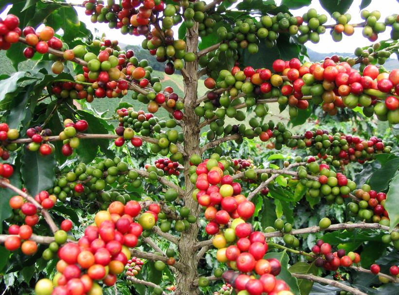 SPECIAL REPORT As Economy Improves, Ethiopia’s Coffee Consumption