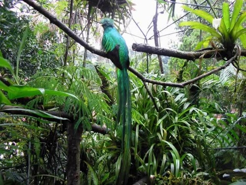 Biodynamic Finca Irlanda Mexico Organic, Direct Trade