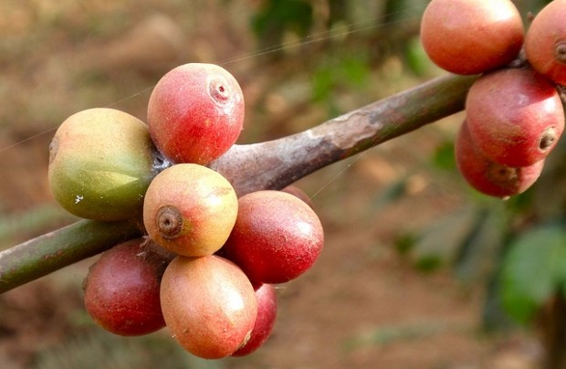 MARKET INSIGHT: Has The Coffee Market Gone Mad? May Futures Apr 7 Dn 1.70 at $1.1980/Lb