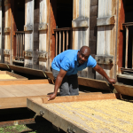 ORIGIN FOCUS: 8 –The GEM of the Coffee Industry at Guadeloupe, La Grevilier, the world’s oldest coffee farm