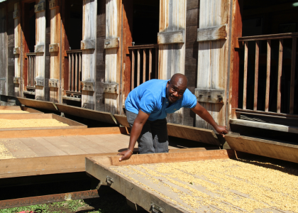 ORIGIN FOCUS: 8 –The GEM of the Coffee Industry at Guadeloupe, La Grevilier, the world’s oldest coffee farm ORIGIN FOCUS: 8 –The GEM of the Coffee Industry at Guadeloupe, La Grevilier, the world’s oldest coffee farm