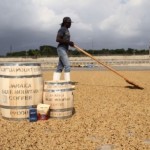 ORIGIN FOCUS: 2 –Jamaica And Her Amazing “Blue Mountain” Coffee