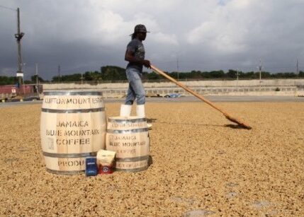 ORIGIN FOCUS: 2 –Jamaica And Her Amazing “Blue Mountain” Coffee ORIGIN FOCUS: 2 –Jamaica And Her Amazing “Blue Mountain” Coffee