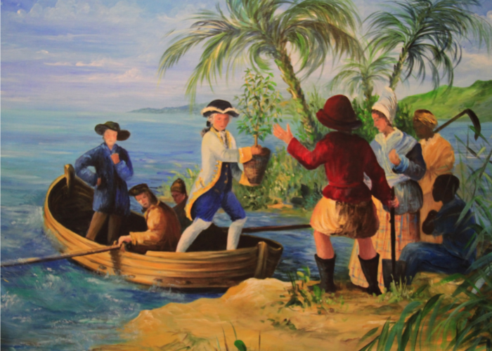 ORIGIN FOCUS: 4–Gabriel De Clieu’s Epic Coffee Journey To Martinique ORIGIN FOCUS: 4–Gabriel De Clieu’s Epic Coffee Journey To Martinique