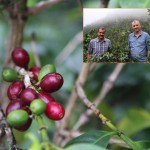 ORIGIN FOCUS: 3–Jamaica’s Best At Clifton Mount and Clydesdale Coffee Estates