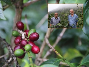ORIGIN FOCUS: 3–Jamaica’s Best At Clifton Mount and Clydesdale Coffee Estates