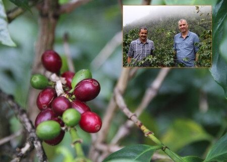 ORIGIN FOCUS: 3–Jamaica’s Best At Clifton Mount and Clydesdale Coffee Estates ORIGIN FOCUS: 3–Jamaica’s Best At Clifton Mount and Clydesdale Coffee Estates