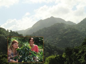 ORIGIN FOCUS: 9 –Puerto Rico’s Lively Coffee History From Slave Revolts To Preserving Great Beans