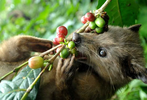 LUWAK DEBATE: Standing up for Luwak growers