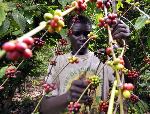 Nestlé Opens Experimental Farm in Ivory Coast For Coffee As War Effects Linger