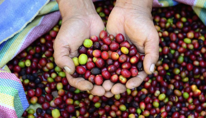 Blog del Café: Un año difícil para el café peruano