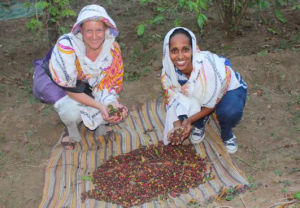 Coffee Of The Day Boon s Fruity Wild Stunning Ethiopia Blend Of coffee-of-the-day-boon-s-fruity-wild-stunning-ethiopia-blend-of