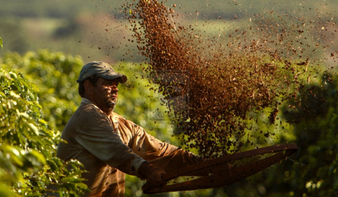 Brazil’s Bahia Coffee Farmers Take Top-5 Spots In 100th Cup Of Excellence