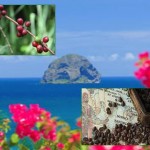 ORIGIN FOCUS: 6–Dominica One Of The World’s Tiniest Coffee Islands