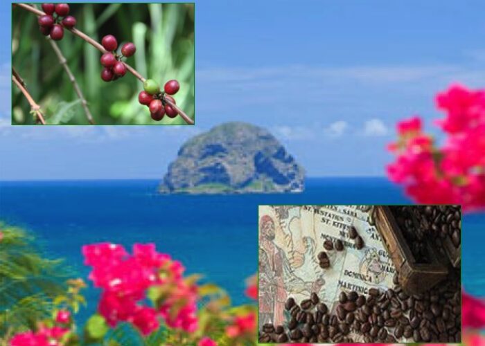 ORIGIN FOCUS: 6–Dominica One Of The World’s Tiniest Coffee Islands ORIGIN FOCUS: 6–Dominica One Of The World’s Tiniest Coffee Islands