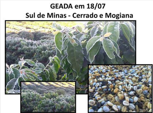 BREAKING: New Frost Attack Hits Brazil’s Southern Minas Coffee Belt, Cerrado, Mogiana, Sao Paulo, Parana Mon – More Frost Seen Tue
