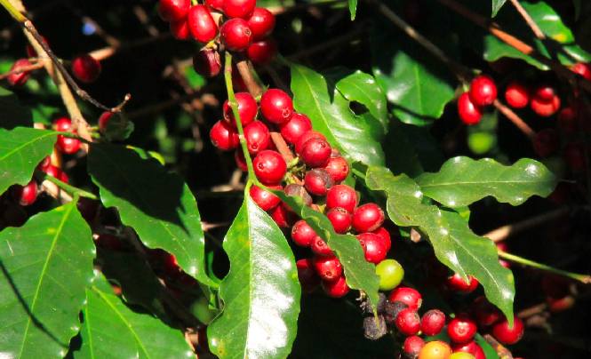 Brazil’s Conab Says 2017-18 Coffee Harvest To Drop Up To 15% To As Low As 43.65M Bags