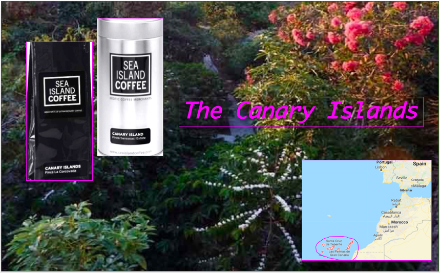 Coffee of The Day SeaIsland’s Beautiful Exotic Beans From The Canary