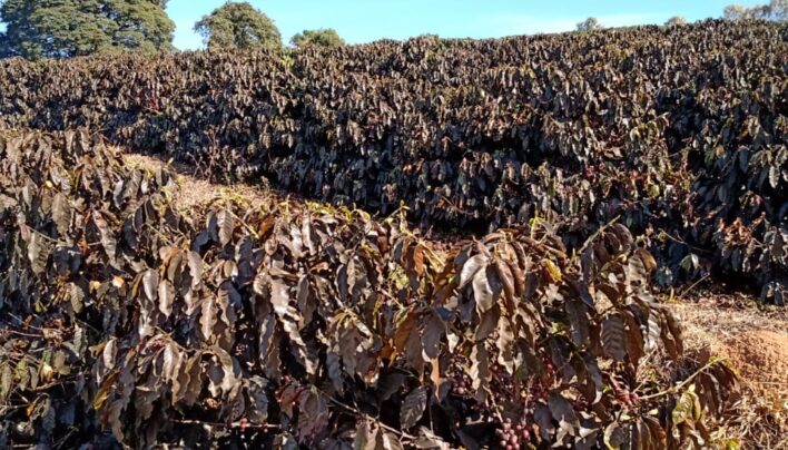 BREAKING: Brazil’s Cerrado region sees 40% frost damage in some farms, 25% of TOTAL coffee area hit