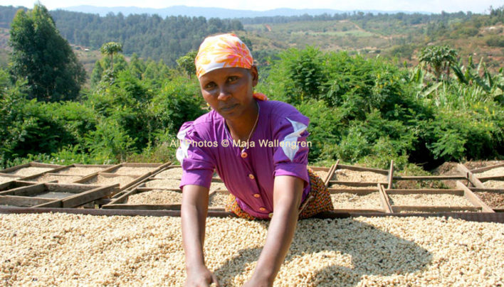 Arabica Coffee Drying in Tanzania