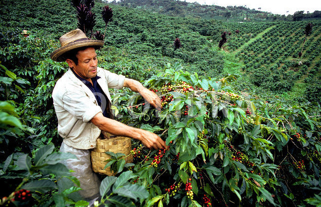 Colombia Coffee Production in 2013 On Track For 9M Bags