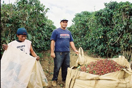 Chuva e umidade podem prejudicar a qualidade do café do Brasil