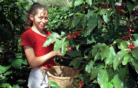 HARVEST ANALYSIS: Honduras July Coffee Exports Sharply Down 63% On Rust Damage
