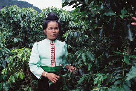 Vietnam’s Coffee Boom Designed to Target Poverty Eradication
