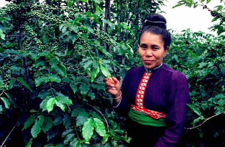 Vietnam Arabica Coffee Mostly Grown By Ethnic Minorities