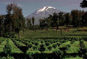 Replanted Coffee Farm at the Foot of Mt Kilimanjaro in Tanzania