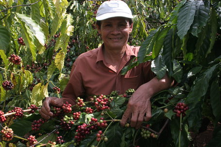 Vietnam Coffee Exports in June Plummets 37% on Lower Supply