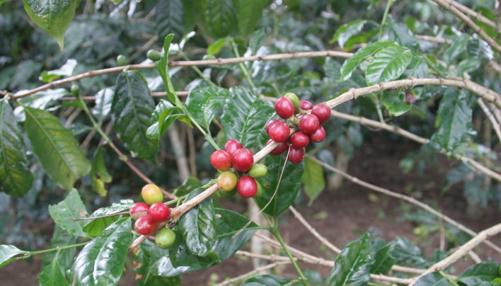 MARKET ANALYSIS: World Coffee Market Continues In Defecit and 2016-17 Could be Worse