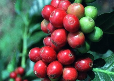 SPECIAL REPORT: Top-10 Trend Setters for World Coffee Prices In Today’s Volatile Market