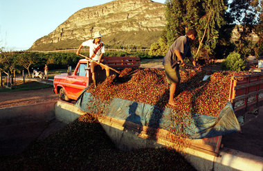 Coffee News From Brazil, Ethiopia and Honduras, the Fund Equation and Growing Soluble Demand
