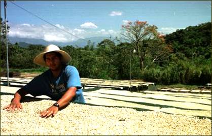 Coffee of The Day: The “Awesome” Costa Rica Geisha by Sea Island Coffees – The Malbec of Coffee!