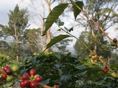 Coffee of The Day: Machare Estate From Mt Kilimanjaro in Tanzania
