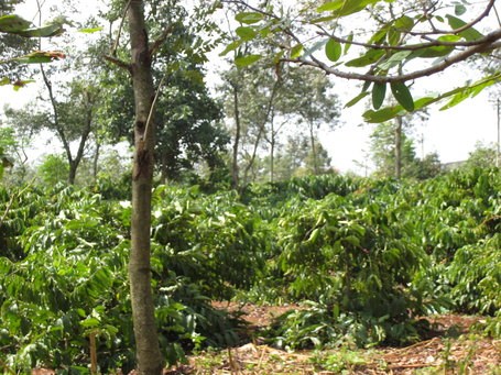 New Coffee Study Finds Rainforest Alliance Certification Promotes Healthier Streams