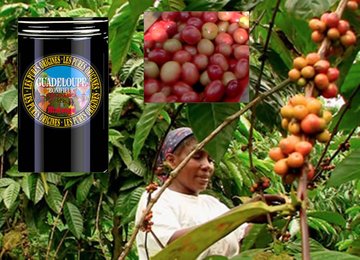 Coffee of The Day “Guadeloupe Bonifieur – An “Exceptional Coffee” From The Oldest of Coffee Lands